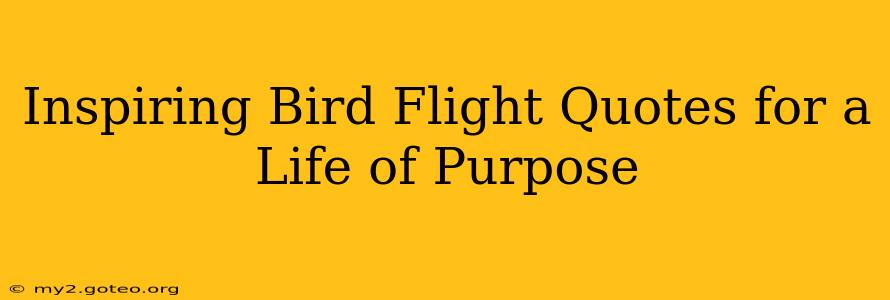 Inspiring Bird Flight Quotes for a Life of Purpose