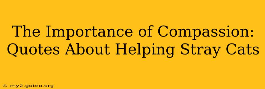 The Importance of Compassion: Quotes About Helping Stray Cats